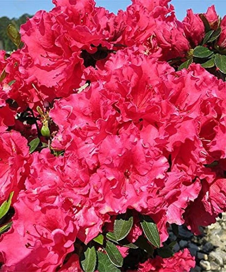 Evergreen Red Ruffle Azalea flowering shrub used in a garden border.