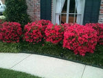Rhododendron Red Ruffle Azalea with dense foliage and clusters of red blossoms.