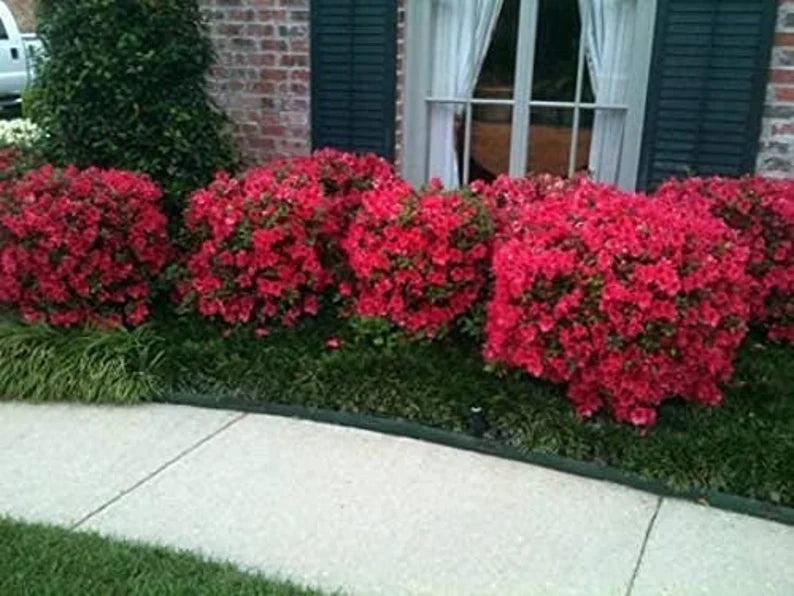 Rhododendron Red Ruffle Azalea with dense foliage and clusters of red blossoms.