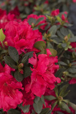 Close-up of vibrant pink azalea flowers with green leaves.
