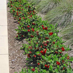 Compact Dwarf Bottlebrush shrub growing in a garden with dense rounded form and colorful flowers.