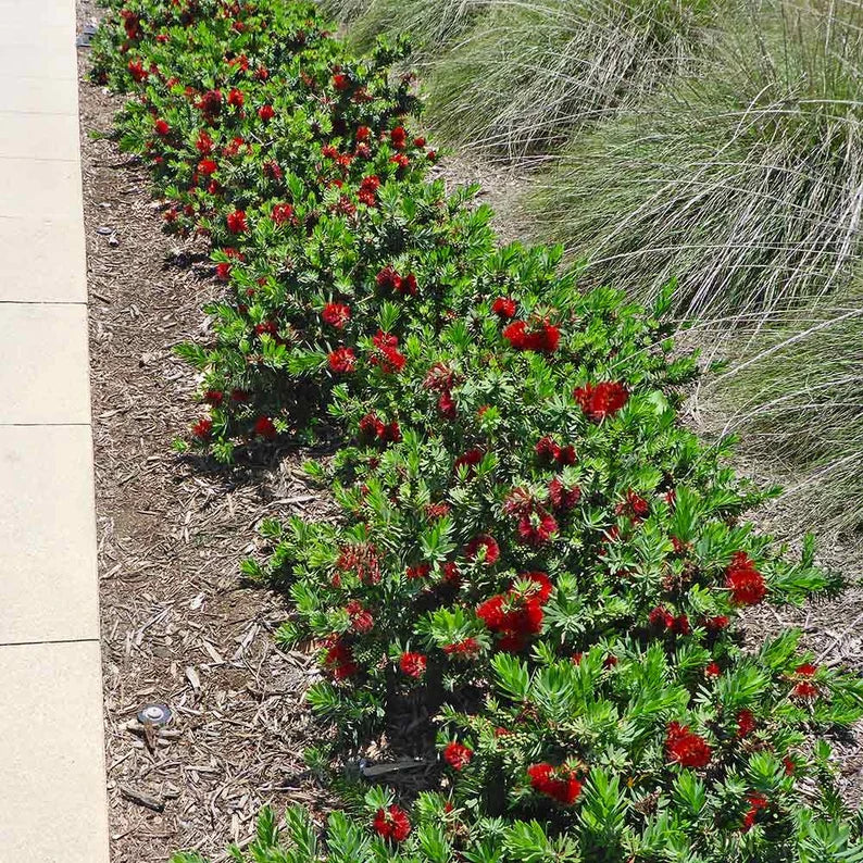 Compact Dwarf Bottlebrush shrub growing in a garden with dense rounded form and colorful flowers.