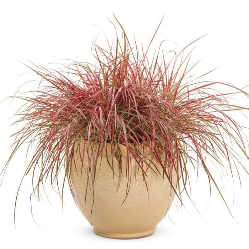 Red Fountain Grass – Pennisetum setaceum ‘Rubrum’ – Vibrant Ornamental Grass