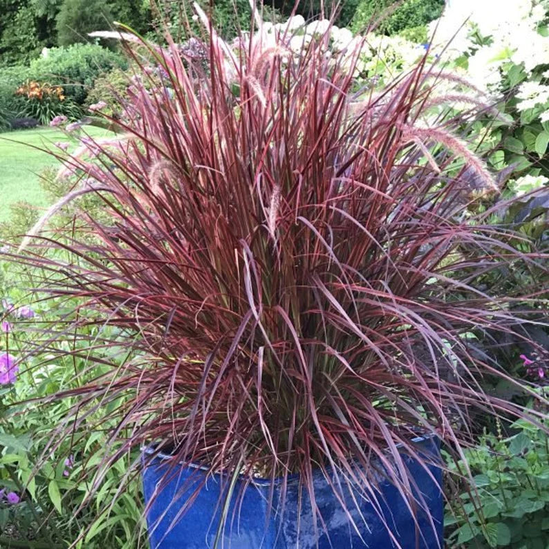 Red Fountain Grass – Pennisetum setaceum ‘Rubrum’ – Vibrant Ornamental Grass