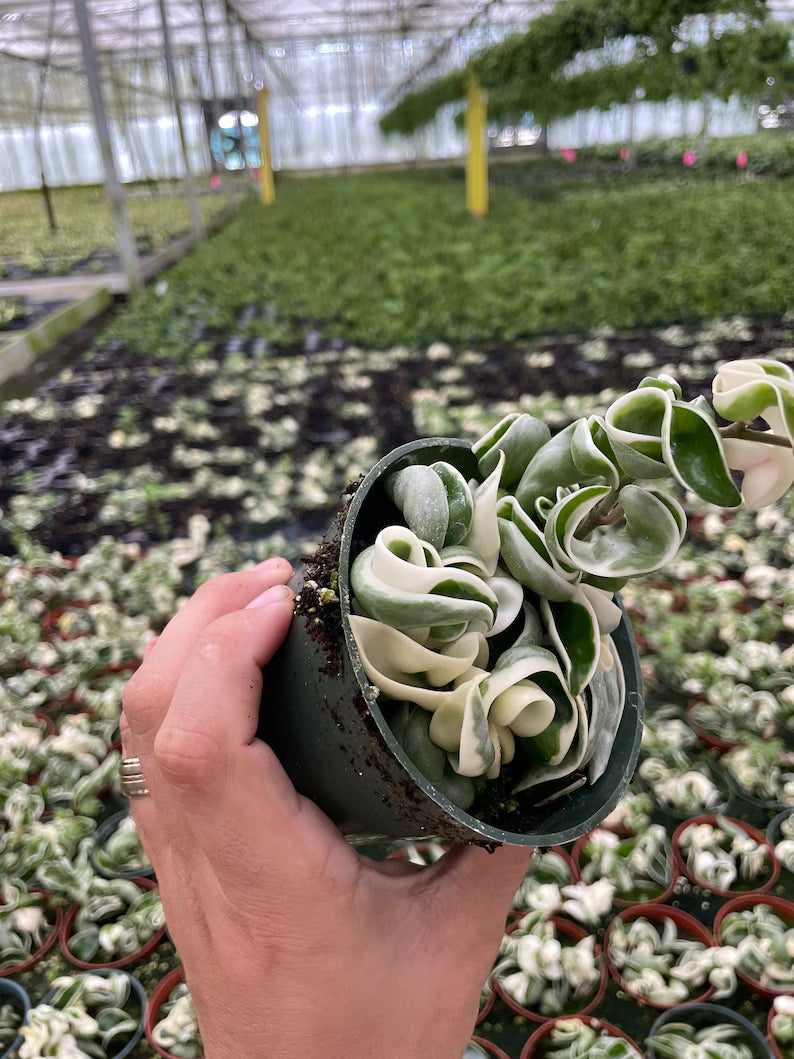 Hand holding a potted succulent plant in a greenhouse setting