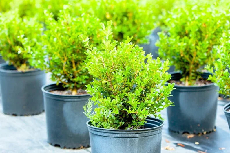 Japanese Boxwood – Buxus microphylla japonica – Evergreen Shrub Plant