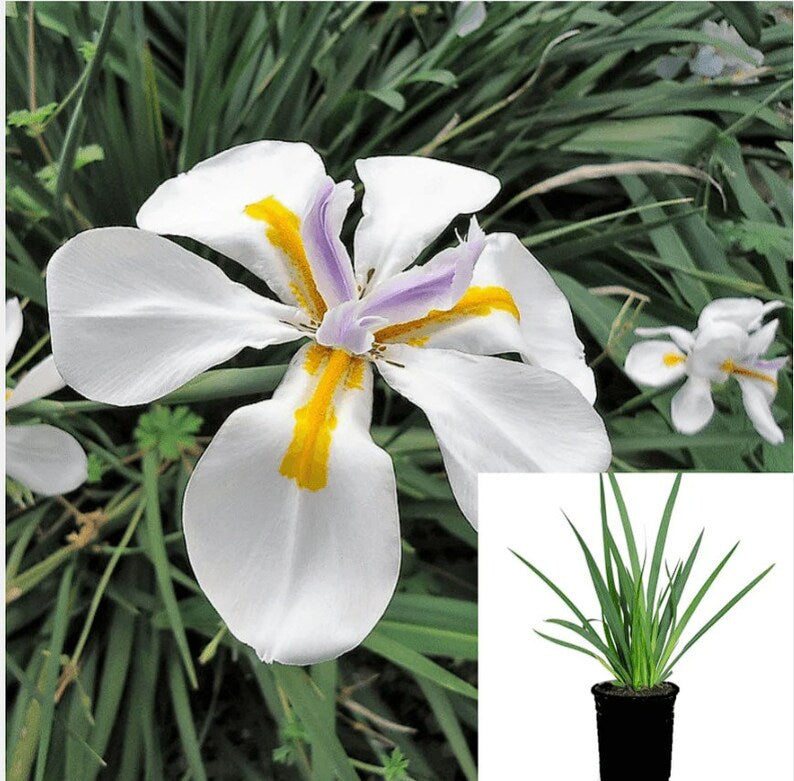 Close-up of White Iris bloom showing white petals with yellow and purple markings
