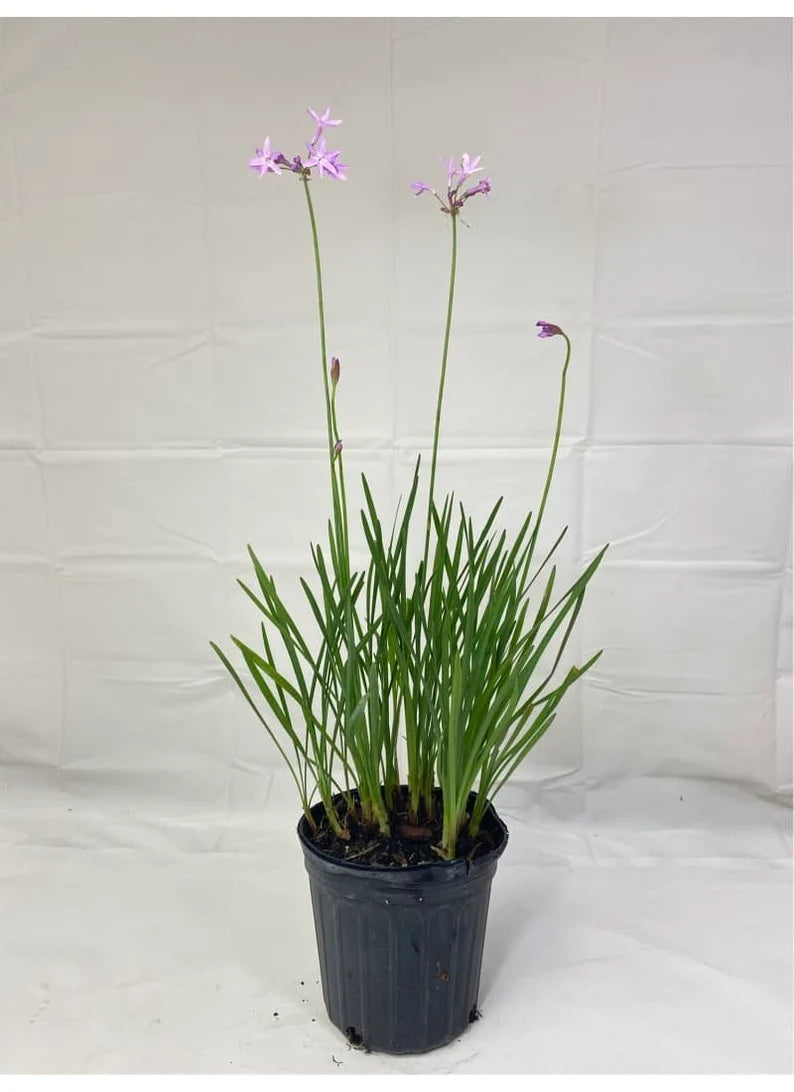 Tulbaghia violacea perennial with clusters of fragrant purple flowers in bloom.