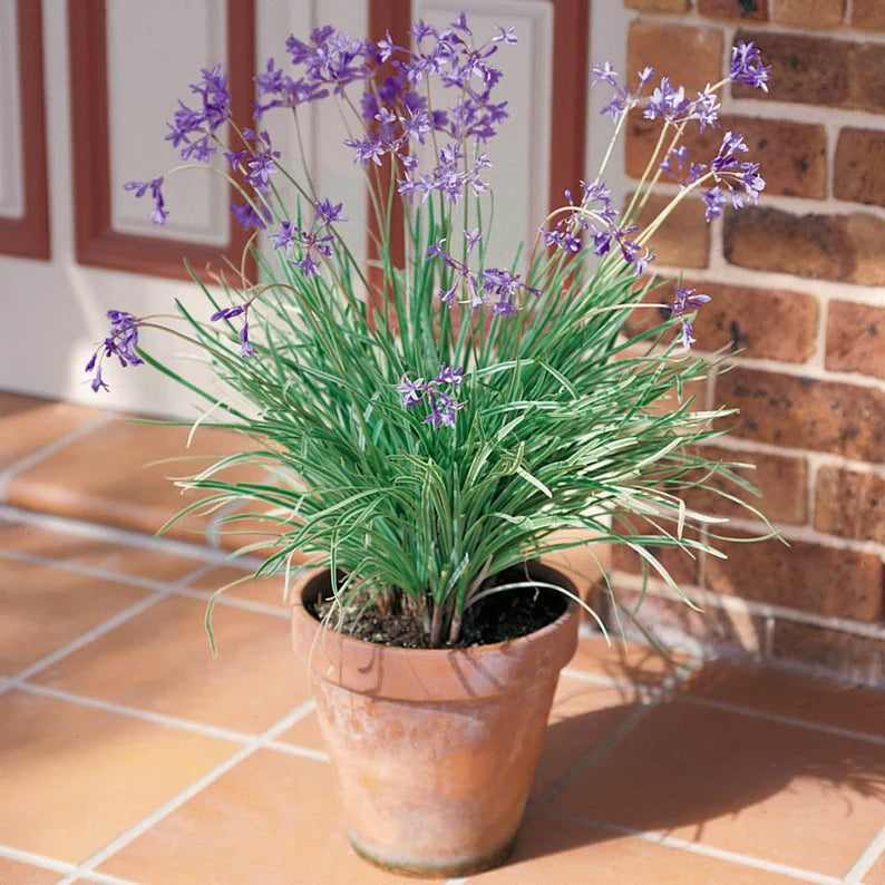 Clumping Society Garlic plant in a garden bed with narrow green leaves and purple flowers.