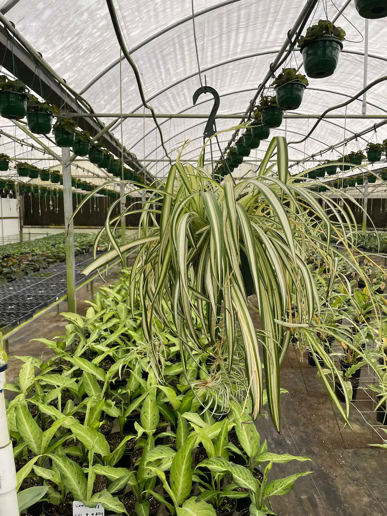 Hanging Variegated Spider Plant in a 6-inch basket with cascading striped foliage.