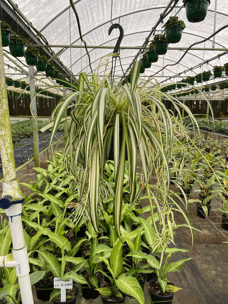 Variegated Spider Plant with green and white striped leaves in a 4-inch nursery pot.