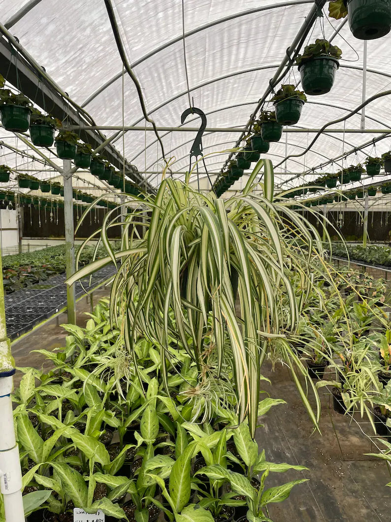 Close-up of Variegated Spider Plant leaves showing green edges and creamy-white centers.