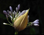 Potted Blue Lily of the Nile plant showing tall flowering stalks with clusters of blue flowers.