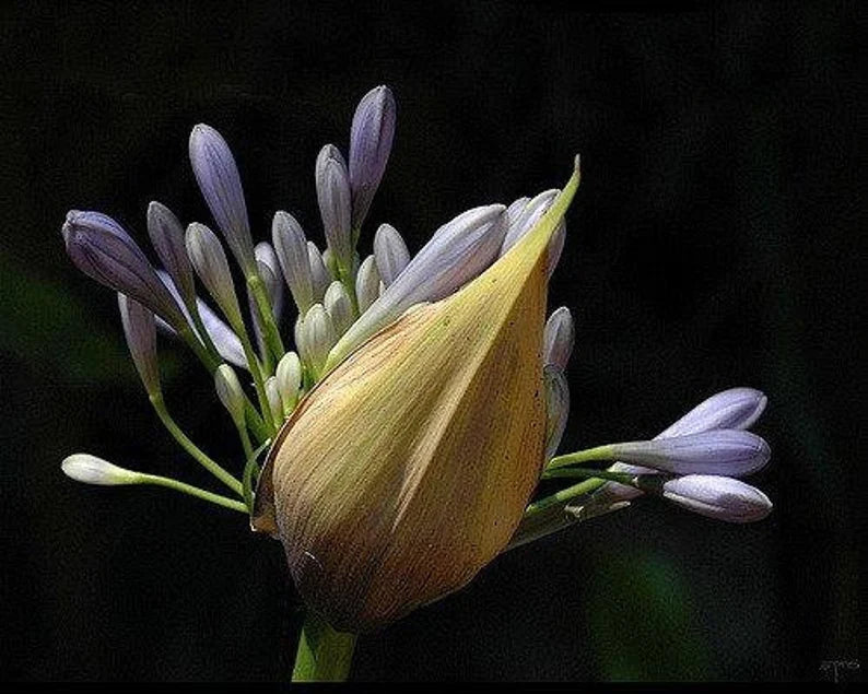Potted Blue Lily of the Nile plant showing tall flowering stalks with clusters of blue flowers.
