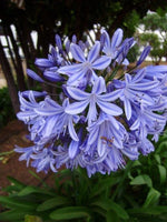 Blue Lily of the Nile plant with tall stalks and clusters of trumpet-shaped blue flowers.