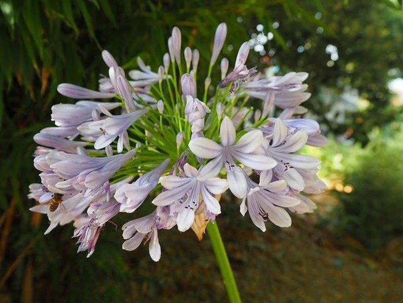 Agapanthus africanus garden perennial, lush green foliage with tall blue flowering stalks.