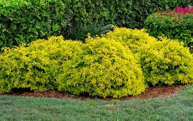 Group of yellow bushes in a garden setting with green grass and other plants.