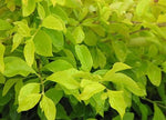 Close-up of green leaves with a blurred background