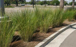 Tall grasses growing along a sidewalk with a road and trees in the background