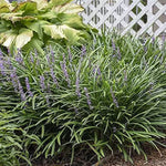 Close-up of Liriope muscari showing vibrant purple blooms and strappy green leaves.