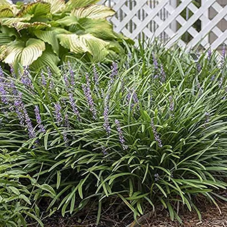 Close-up of Liriope muscari showing vibrant purple blooms and strappy green leaves.
