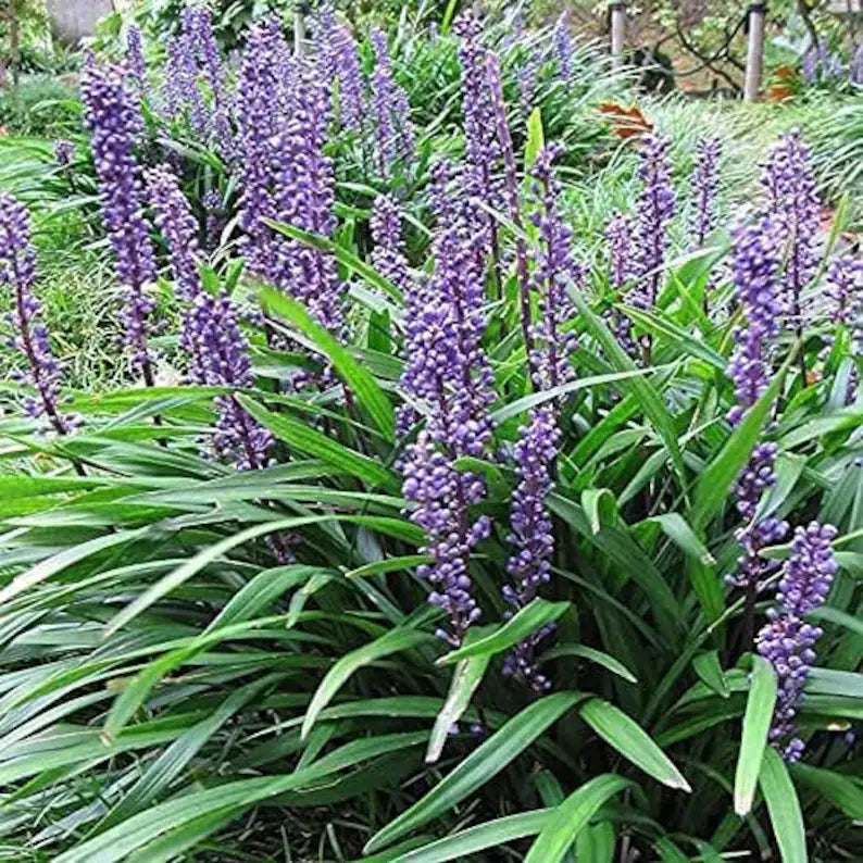 Hardy groundcover Liriope muscari flowering in late summer with purple spikes.