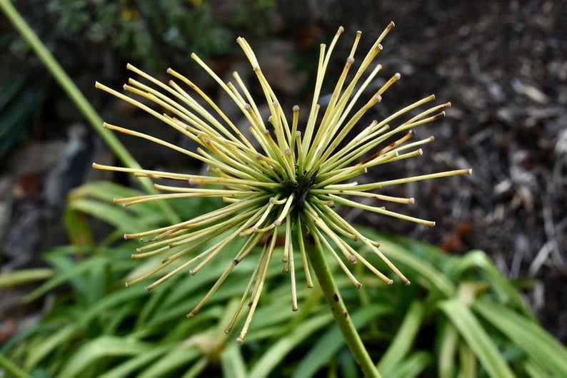 Close-up of Blue Lily of the Nile blossoms, trumpet-shaped blue flowers in full bloom.
