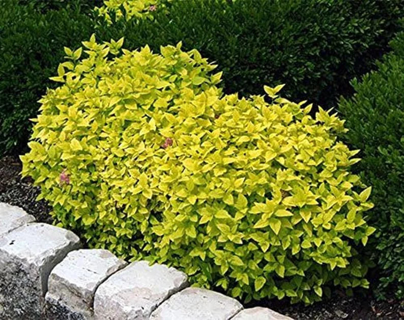 Green bush with yellow leaves in a garden setting