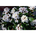 Evergreen Indian Hawthorn ‘Alba’ compact shrub with fragrant white flowers.