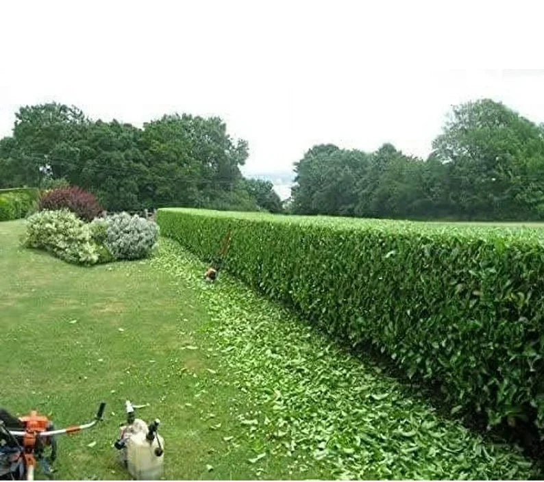 Sweet Viburnum – Viburnum odoratissimum – Evergreen Privacy Shrub