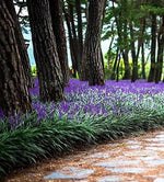 Garden bed with Liriope muscari, evergreen perennial with purple flower spikes.