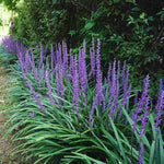 Liriope muscari clumping plant with grassy foliage and tall purple flower stalks.