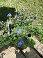 Close-up of Blue My Mind perennial showing clusters of bright blue blossoms.