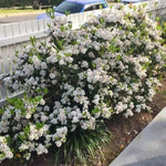 Close-up of Indian Hawthorn ‘Alba’ white blossoms against glossy green foliage.