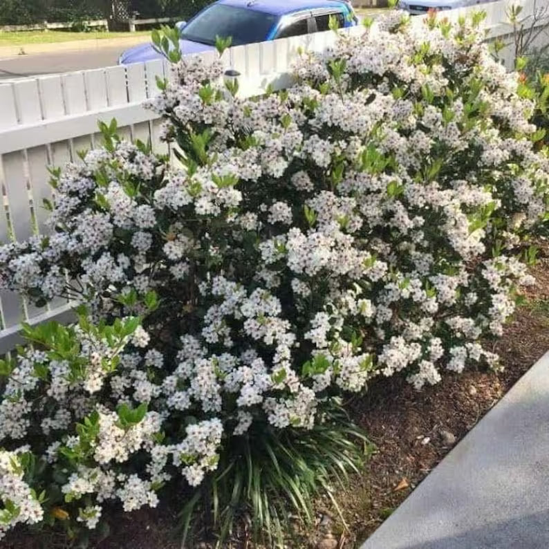 Close-up of Indian Hawthorn ‘Alba’ white blossoms against glossy green foliage.