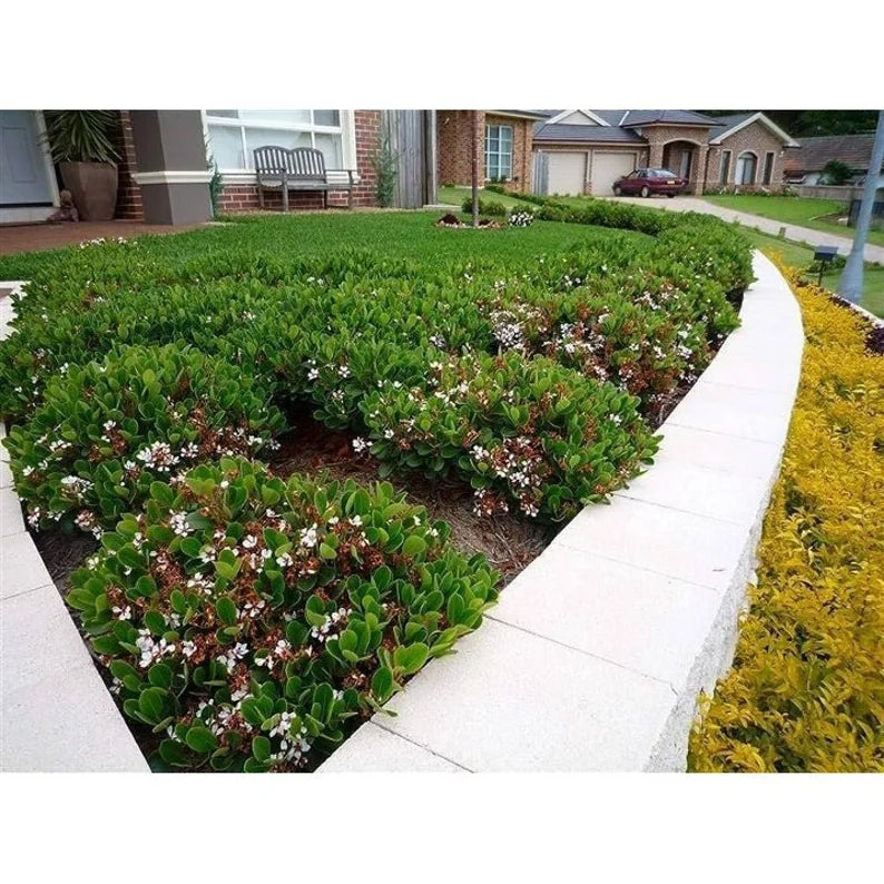 Indian Hawthorn ‘Alba’ in a 1-gallon container, hardy evergreen shrub with white blooms.