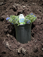 Trailing Blue My Mind Plant spilling over a container with blue flowers.