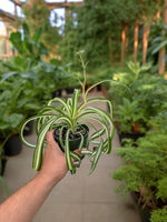 Close-up of Bonnie Spider Plant showing curly variegated leaves with green and cream stripes