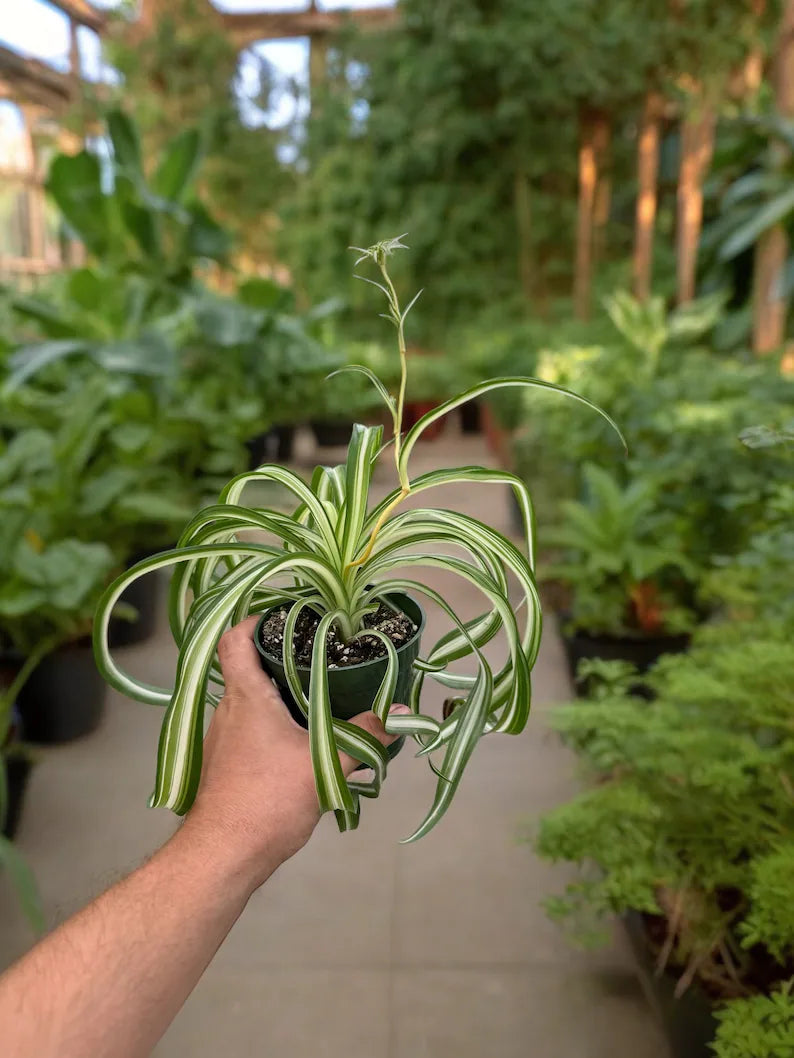 Close-up of Bonnie Spider Plant showing curly variegated leaves with green and cream stripes
