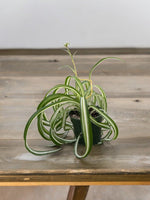 Compact Bonnie Curly Spider Plant displayed indoors, pet-safe houseplant with air-purifying qualities.