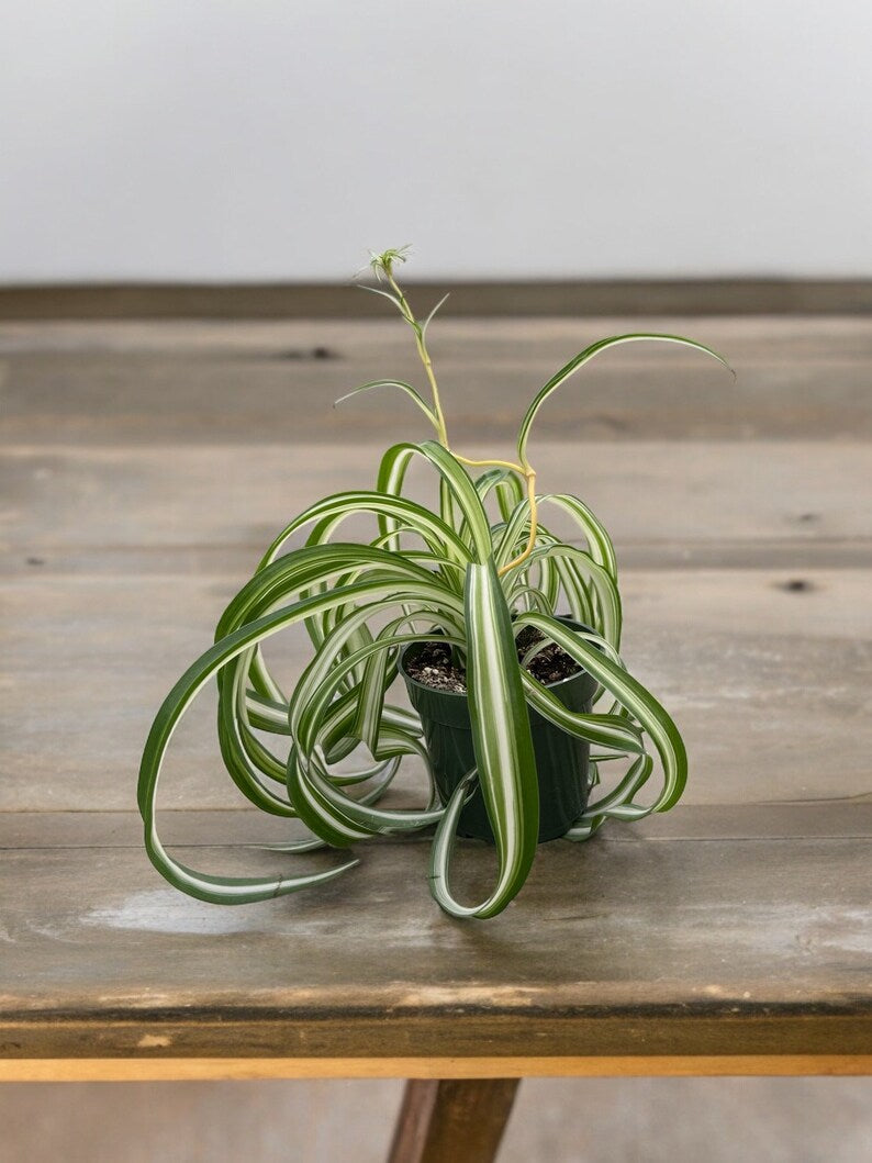 Compact Bonnie Curly Spider Plant displayed indoors, pet-safe houseplant with air-purifying qualities.