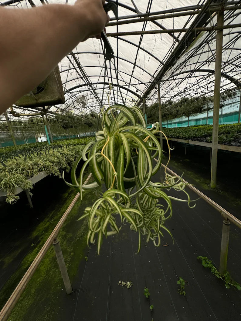 Bonnie Curly Spider Plant with green and yellow striped curly leaves in a 4-inch pot.