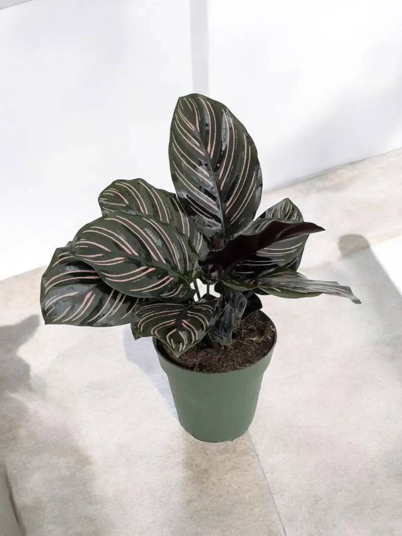 Close-up of Calathea Ornata foliage showing elegant pink pinstripes on glossy green leaves.