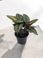 Beauty Star Calathea with green leaves striped with pink and lime in a decorative pot.