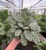 Hand holding a leafy green plant with a patterned leaf design in a greenhouse setting.