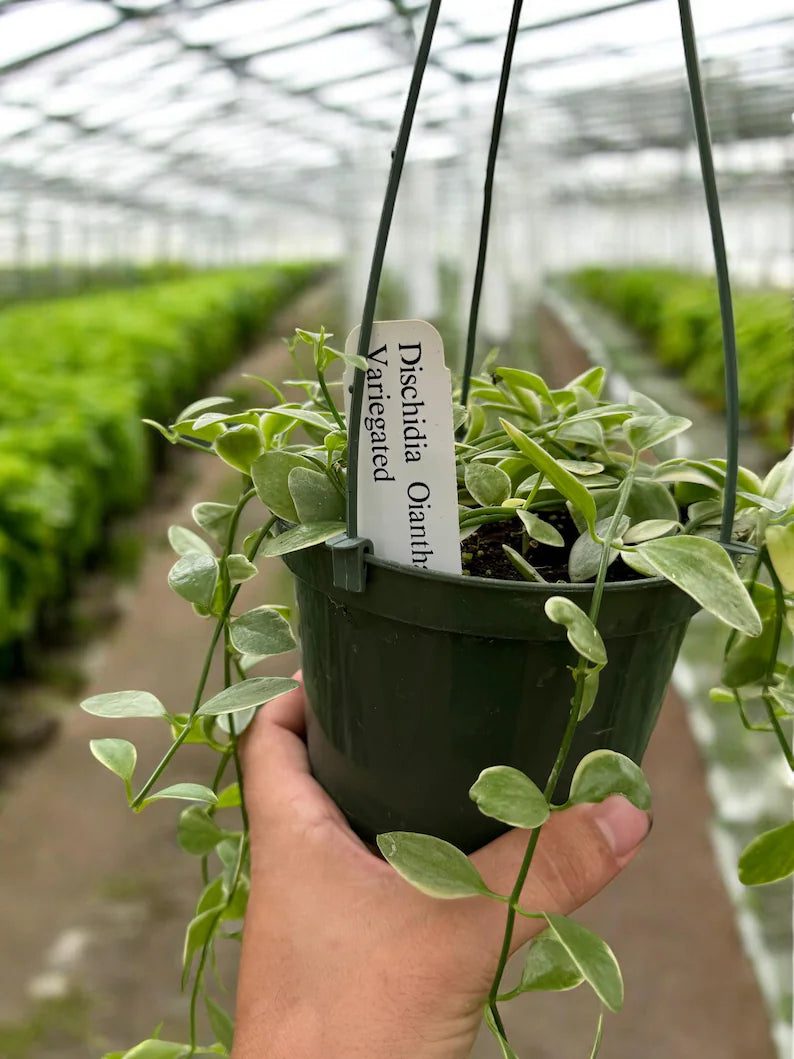 Close-up of Variegated Dischidia Oiantha foliage showing creamy-white and green variegated leaves.