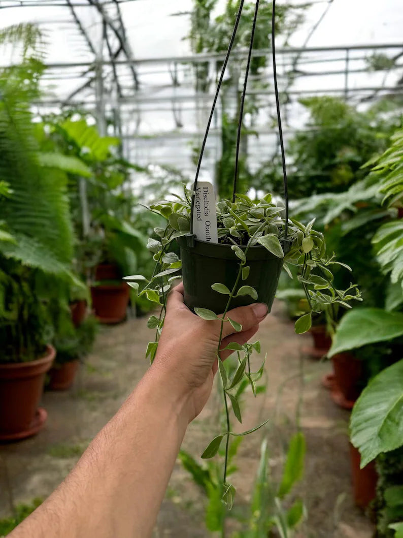 Variegated Dischidia Oiantha trailing from a 5-inch hanging basket, indoor vine with green and white leaves.
