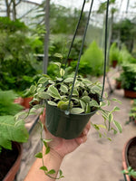 Variegated Dischidia Oiantha hanging plant, tropical trailing vine with ornamental green and white foliage.