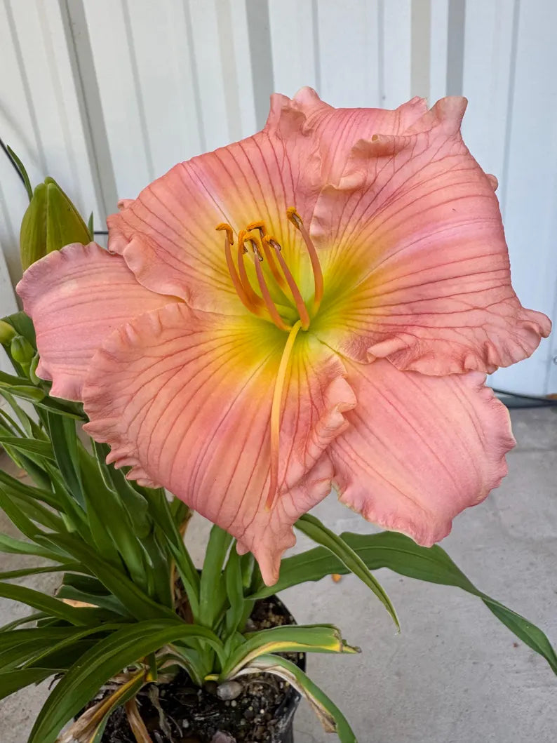 Close-up of Jolyene Nichole Daylily flower showing soft pink petals with ruffled edges.