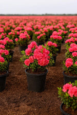 Red Ruffle Azalea shrub covered in clusters of bright red ruffled spring flowers.